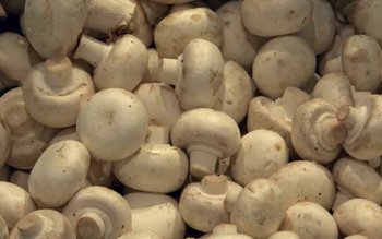 Adevărul nespus despre ciupercile Champignon …