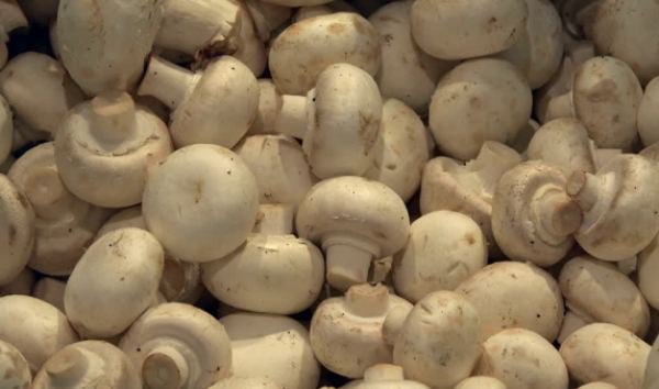 Adevărul nespus despre ciupercile Champignon din supermarketuri. Le consumi fără să ştii asta!!