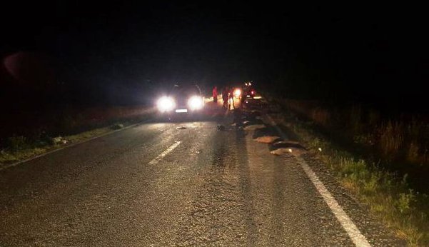 Accident ciudat pe o șosea din România. 33 de porci mistreți au murit