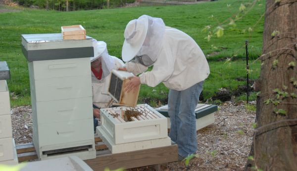 Dosar penal pentru furtul a 10 familii de albine ecologice