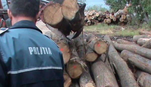 Comercializare de lemne, cu iz penal