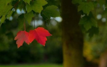 Se întorc temperaturile de vară. …