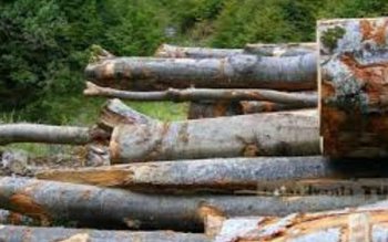 Material lemnos confiscat în urma …