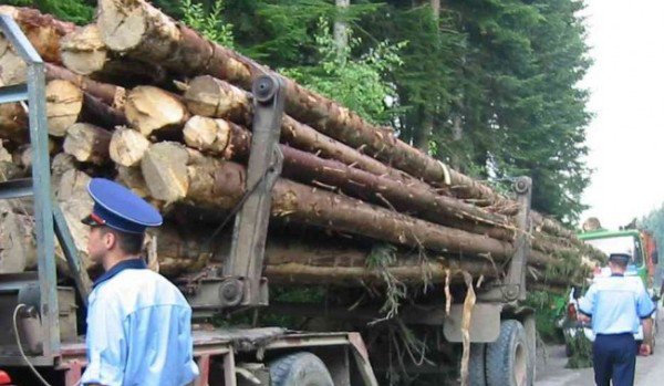 Amendă uriaşă încasată de un tânăr din Săveni care transporta ilegal lemne