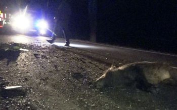 Accident pe drumul Botoşani - …