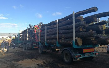 Material lemnos confiscat de polițiști. …