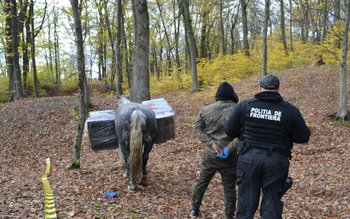 Țigări de contrabandă transportate peste …