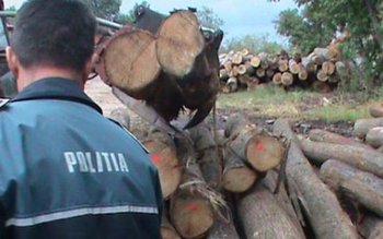 Material lemnos confiscat de Poliţiştii …