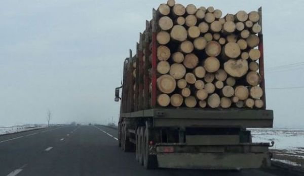 O tânără a fost amendată pentru că a sesizat un posibil furt de lemne. „Mi se pare nedrept”
