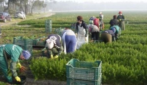 Selecție pentru locurile de muncă din domeniul agricol – SPANIA
