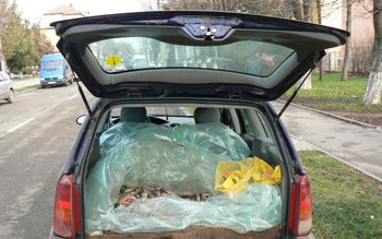 Peşte vândut fără documente legale, …