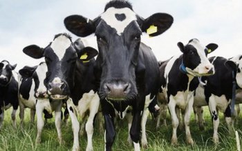 Un primar şi fiica sa, …