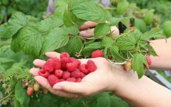 300 locuri de muncă la …