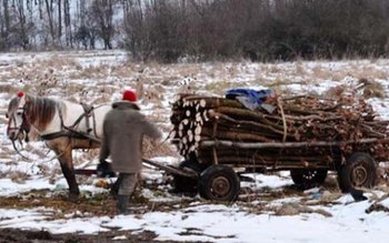 Două căruțe cu lemne confiscate …