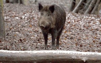Autorităţile au dat alarma! Mistreţ …