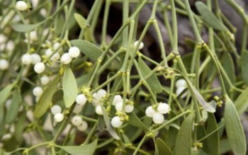 Vâscul, planta magică ce îţi …