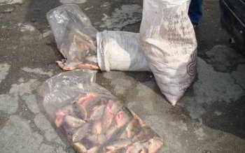 Peste 250 de kg de …