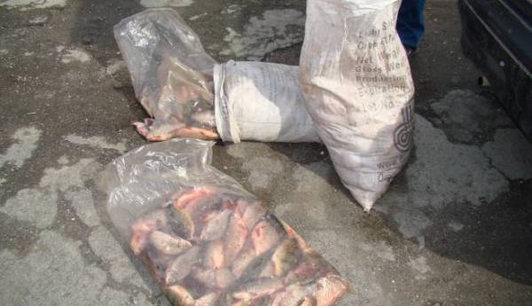 Peste 250 de kg de peşte, confiscat de poliţişti