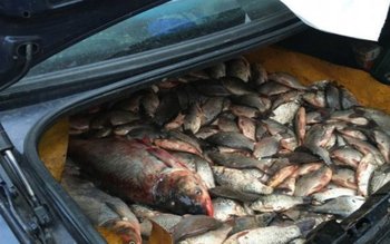 Dosar penal pentru un transport …