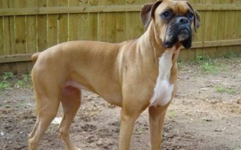 Momente de teroare! Doi câini …