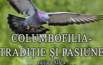 Crescători de porumbei din Botoșani …