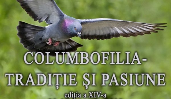 Crescători de porumbei din Botoșani și Suceava, la expoziția „Columbofilia – Tradiție și pasiune” din Dorohoi