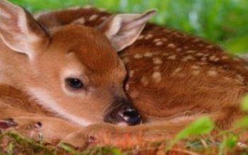 Omenirea este amenințată de „boala …