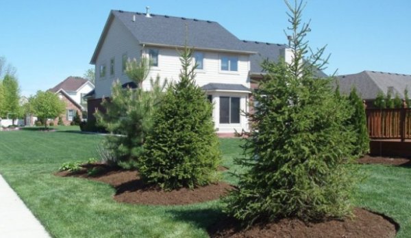 Care este adevărul: Este sau nu bine să plantezi un brad în curtea casei?