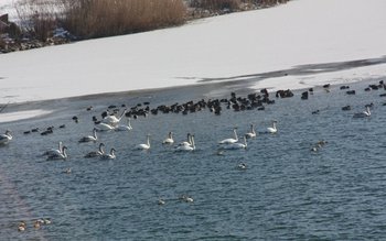 Simpozion organizat la Şcoala gimnazială …