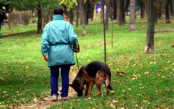 ATENȚIE! Animalele de companie pentru …