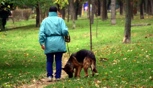 ATENȚIE! Animalele de companie pentru care trebuie să ai poliță de asigurare. Amenzi usturătoare, dacă nu ai!