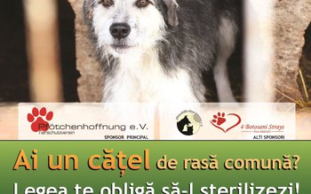 Campanie de sterilizare gratuită a …