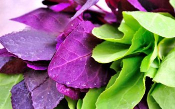 Loboda are de două ori …