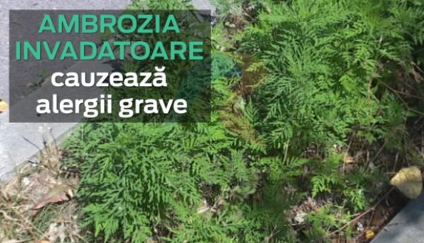 Lege promulgată: Dacă nu distrug ambrozia de pe propriile terenuri, românii și firmele vor risca amenzi drastice