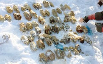 Descoperire macabră în Rusia: 54 …