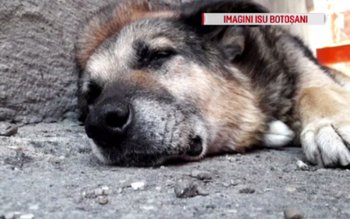 Rex, câinele care a păzit …