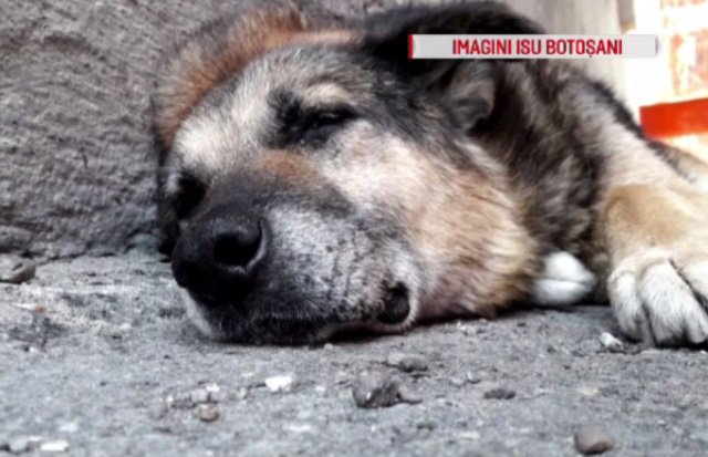 Rex, câinele care a păzit 13 ani sediul ISU, salvat de un medic veterinar din Botoșani