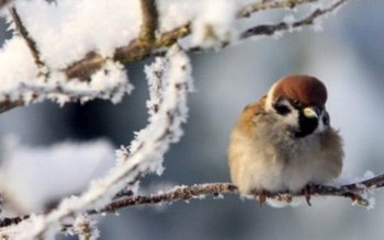 Ger siberian la sfârșit de …