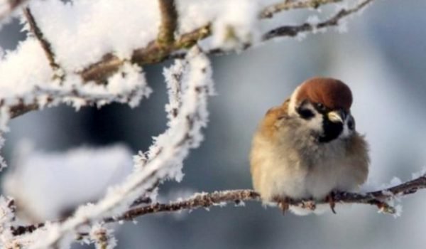 Ger siberian la sfârșit de martie. Minus 21 de grade în România, miercuri seara!