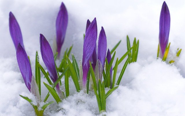 Meteorologii anunță „gerul din aprilie”. După 20 de grade cu plus, vine lapovița de Paște