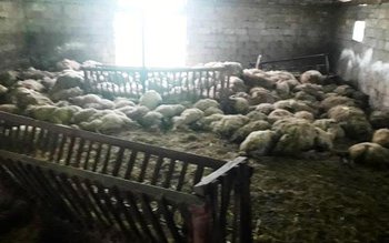 Carnagiu în saivan! Sute de …