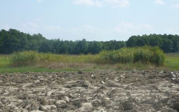 Pădurea din Botoşani care ascunde …