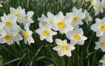 Această plantă este ucigaşă! Se …