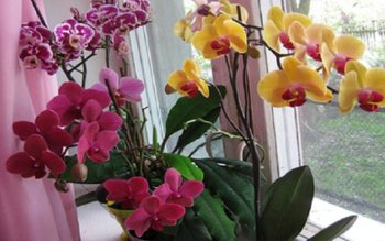 Usturoiul, un elixir pentru orhidee. …