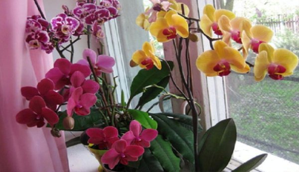Usturoiul, un elixir pentru orhidee. Într-o lună vei avea o mulţime de flori frumoase!