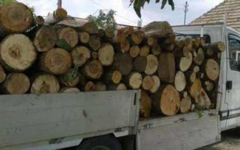 Material lemnos confiscat de poliţişti