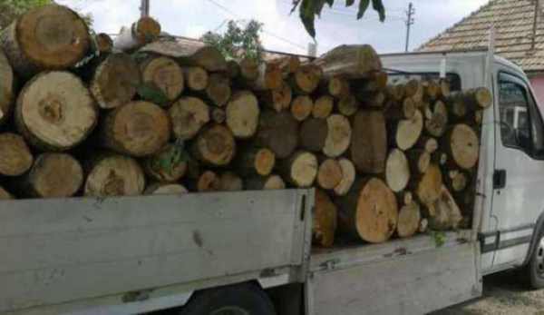 Material lemnos confiscat de poliţişti