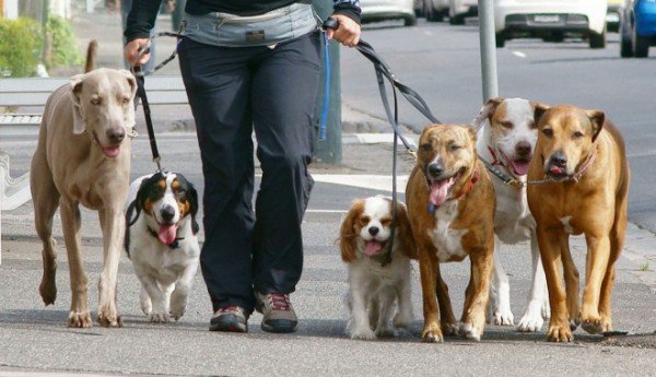 Jandarmii botoșăneni au aplicat mai multe amenzi pentru nerespectarea legislaţiei privind câinii