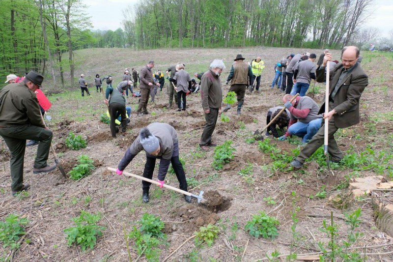 Luna curățeniei marcată cu o acțiune de plantare puieți, cu 50 de funcționari din administrația botoșăneană - FOTO