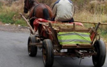 Beat mort, a căzut din …